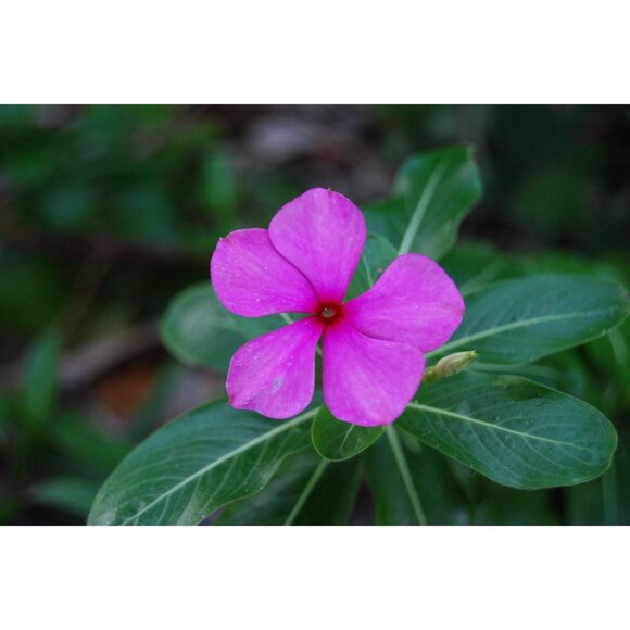 Nikon D40x DSLR Camera 10.2MP Nikon AFS 18-55mm Lens 22,619 Clicks 32GB SD Card - Picture 6 of 16